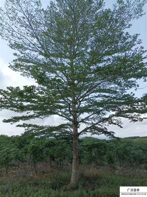 小叶榄仁树风水|【中台世界】─ 中台植物：小叶榄仁